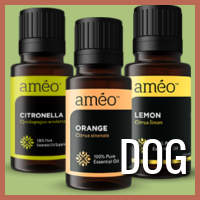 Ameo Essential Oils Independent Distributor: Essential Oils Network